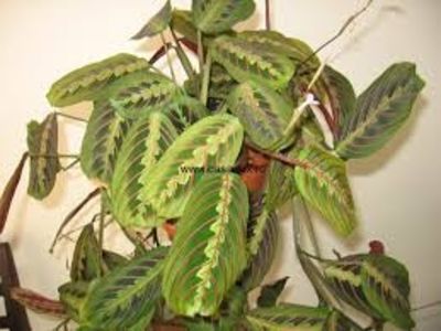 Maranta mai este cunoscută şi drept 'planta care se roagă' - TIPURI DE PLANTE CARE PURIFICA AERUL DIN CASA