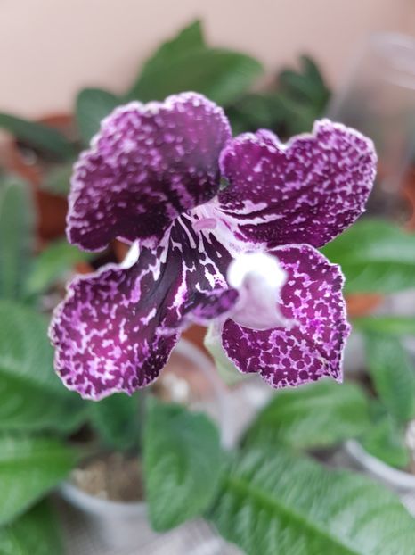 64-3 - Streptocarpus din semințe