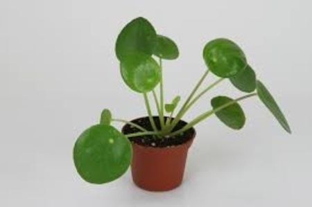 PILEA  PEPEROMIOIDES - CINE ARE ACEASTA PLANTA SI CAT COSTA?