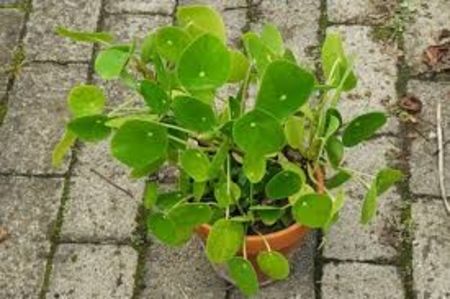 PILEA  PEPEROMIOIDES - CINE ARE ACEASTA PLANTA SI CAT COSTA?