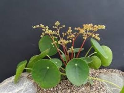 PILEA  PEPEROMIOIDES - CINE ARE ACEASTA PLANTA SI CAT COSTA?