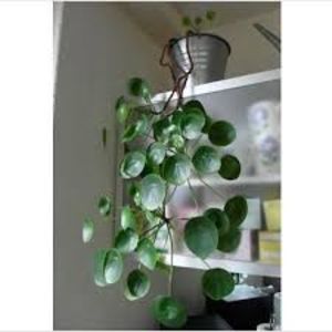 PILEA  PEPEROMIOIDES - CINE ARE ACEASTA PLANTA SI CAT COSTA?