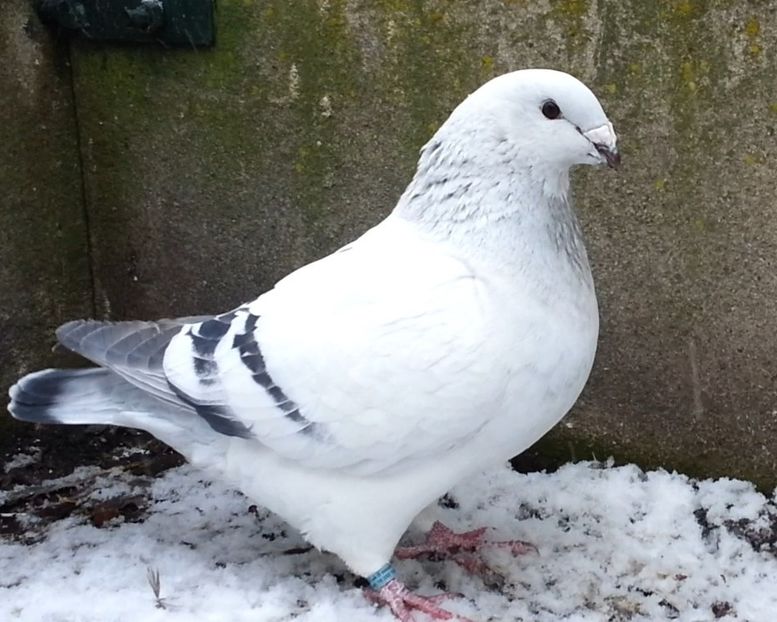 JRS2 ARCHIWUM - e- Młode 2018-Young 2018