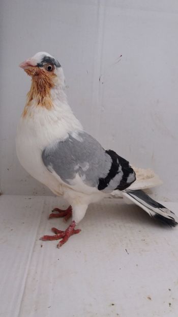 M 2017 - Por galateni jucatori