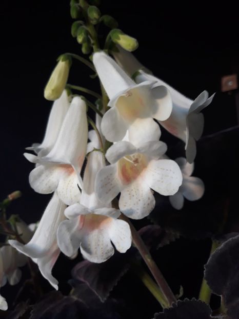  - 001 2018 - Smithiantha