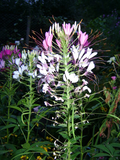 cleome - 1  FLORI-paradisul meu