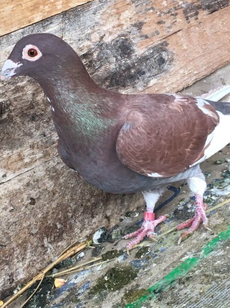 EFF48B3B-D552-4B6A-A962-784818B32AC7 - vanduti