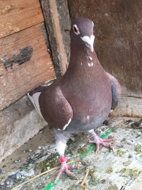 3991D605-A23E-499D-8134-3EC3EC0F40FE - vanduti