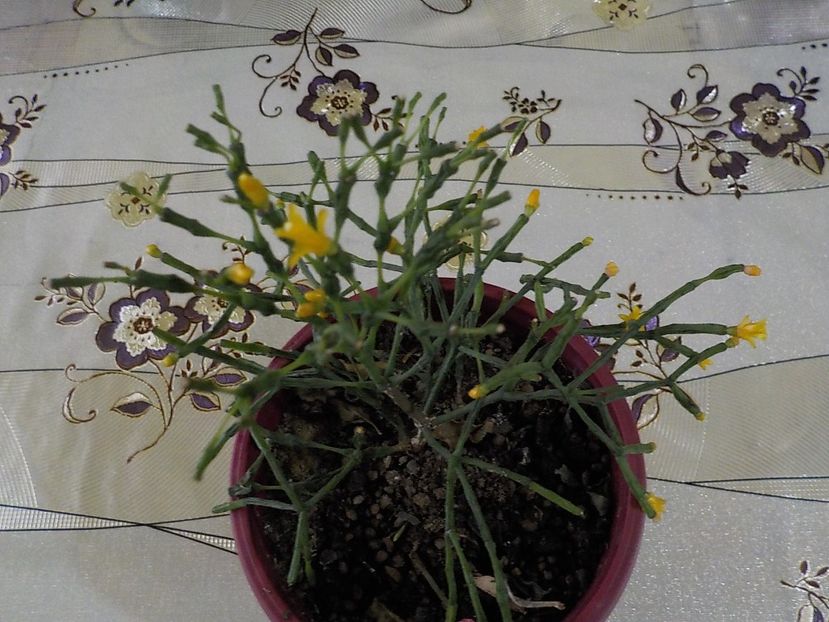  - salicornioides