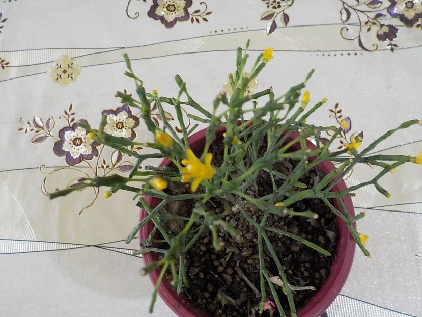  - salicornioides