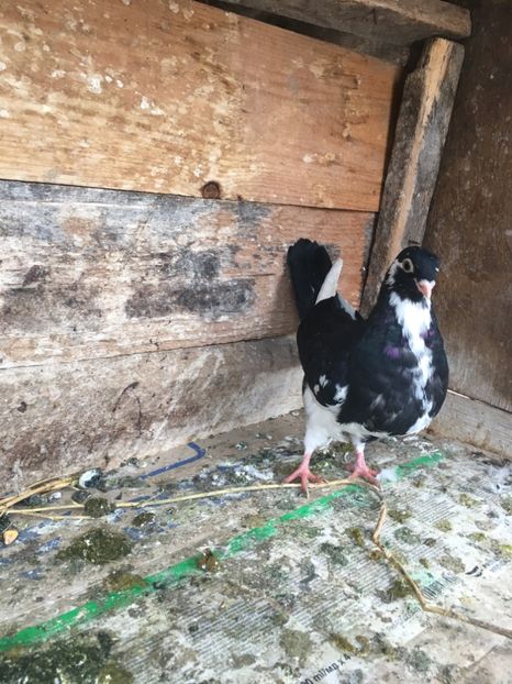 FA6821E3-C7F3-4FFE-9CF4-D20C2978CE9B - vanduti