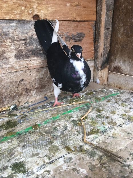 2557E888-DA51-4867-B17F-F838CB0D503E - vanduti