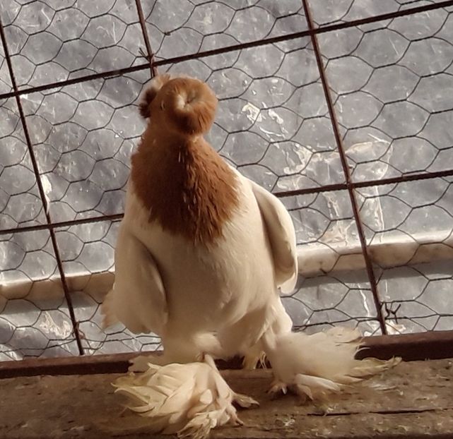  - Jucatori De Botosani Cap Galben