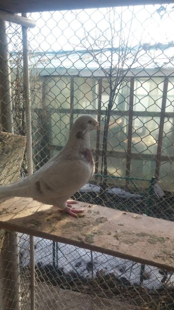  - 1 -V DRF- disponibili 2019