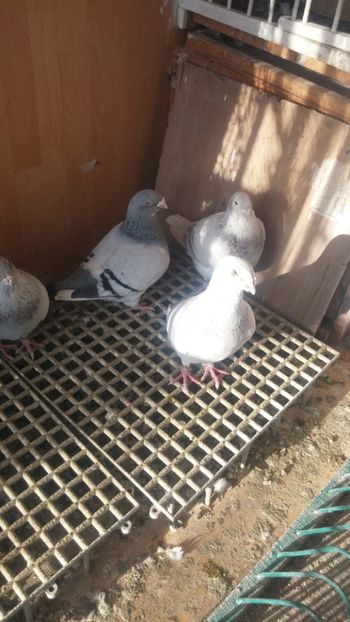  - 1 -V DRF- disponibili 2019