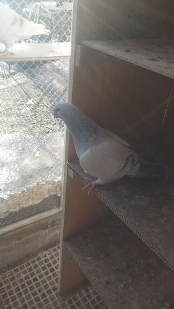  - 1 -V DRF- disponibili 2019