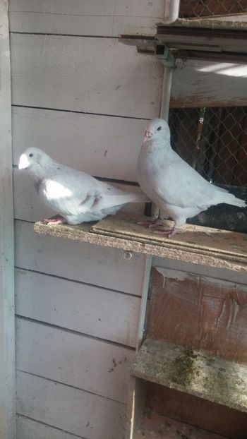  - 1 -V DRF- disponibili 2019