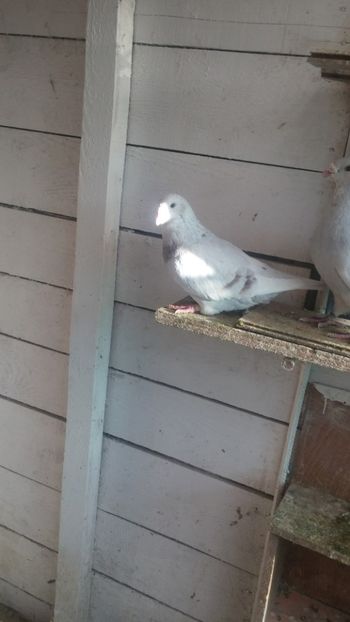  - 1 -V DRF- disponibili 2019