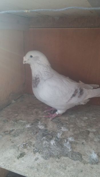  - 1 -V DRF- disponibili 2019