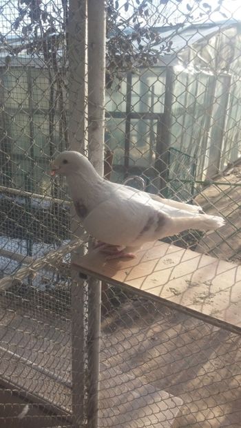  - 1 -V DRF- disponibili 2019