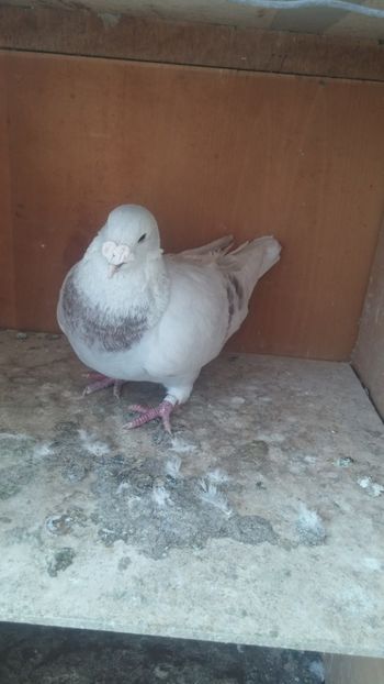  - 1 -V DRF- disponibili 2019