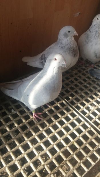 20181227_143824(1) - 1 -V DRF- disponibili 2019