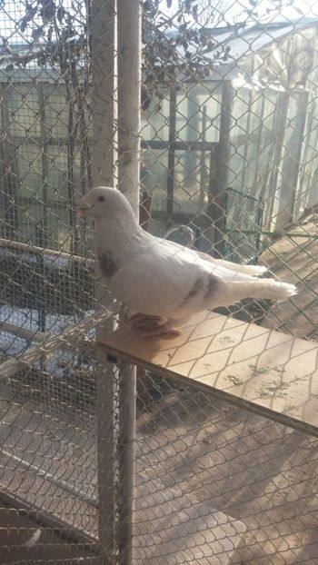  - 1 -V DRF- disponibili 2019