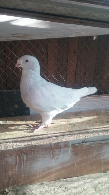  - 1 -V DRF- disponibili 2019