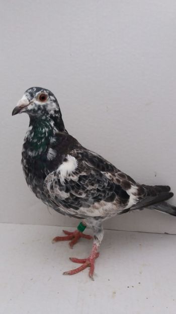 M 2018 vandut - De! voiajori vanduti