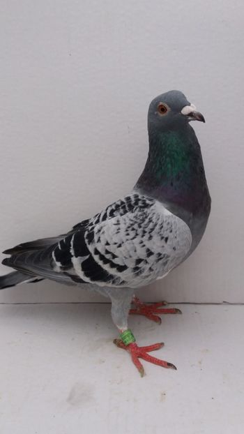 M 2018 vandut - De! voiajori vanduti