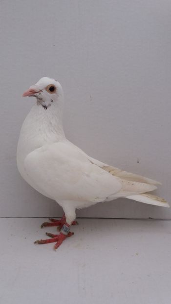 F 2016 vanduta - De! voiajori vanduti