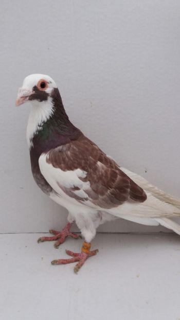 M 2014 vandut - De! voiajori vanduti