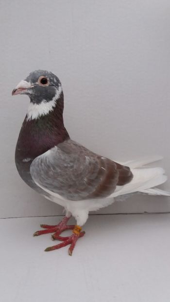 M 2014 vandut - De! voiajori vanduti