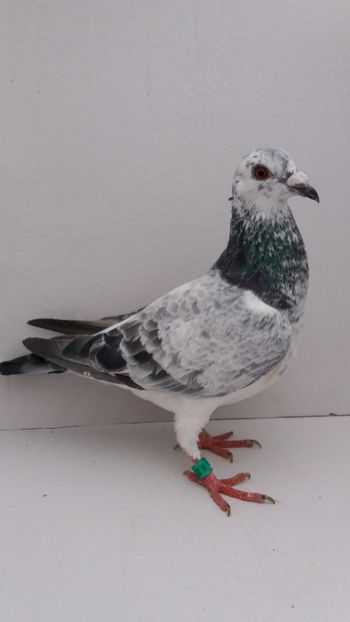 F 2018 vanduta - De! voiajori vanduti