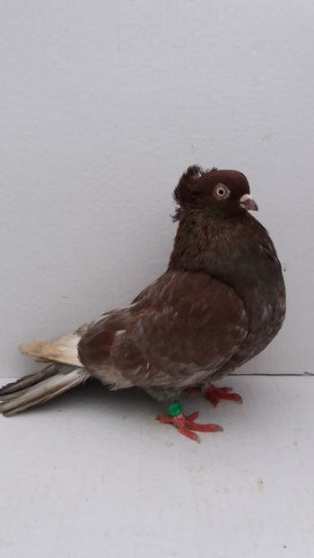 M 2018 - Por galateni jucatori