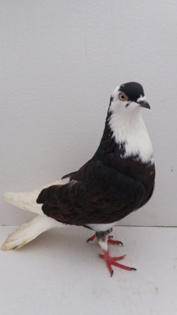 F 2018 - Por galateni jucatori