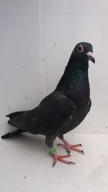 F 2018 vanduta - De! voiajori vanduti