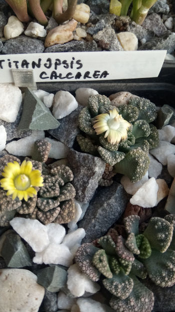 26.12.2018 - Titanopsis calcarea