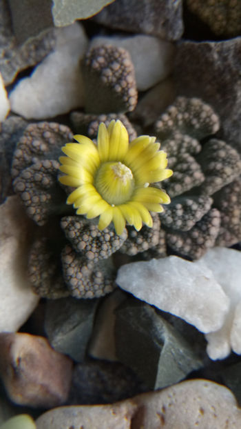 26.12.2018 - Titanopsis calcarea