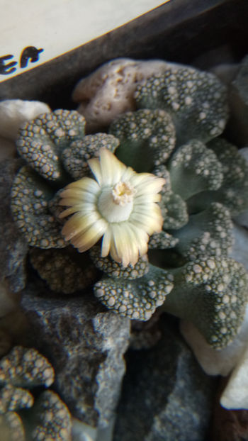 26.12.2018 - Titanopsis calcarea