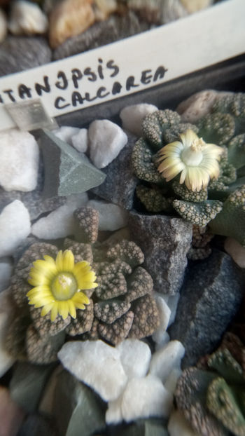 26.12.2018 - Titanopsis calcarea