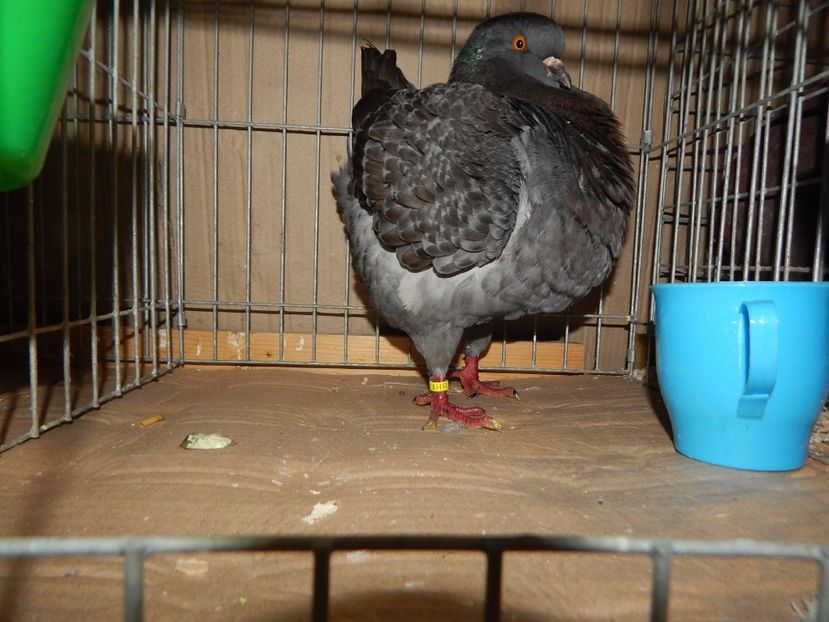  - King Club Romania 7-9 Dec 2018 Sannicolau Mare