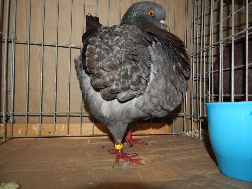  - King Club Romania 7-9 Dec 2018 Sannicolau Mare