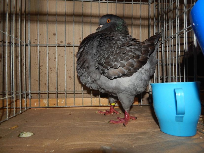  - King Club Romania 7-9 Dec 2018 Sannicolau Mare