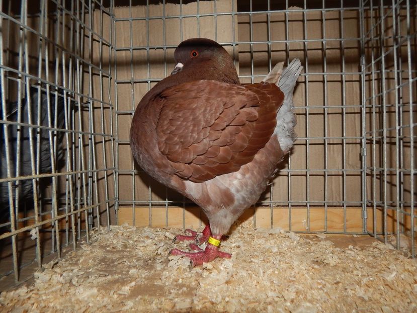  - King Club Romania 7-9 Dec 2018 Sannicolau Mare