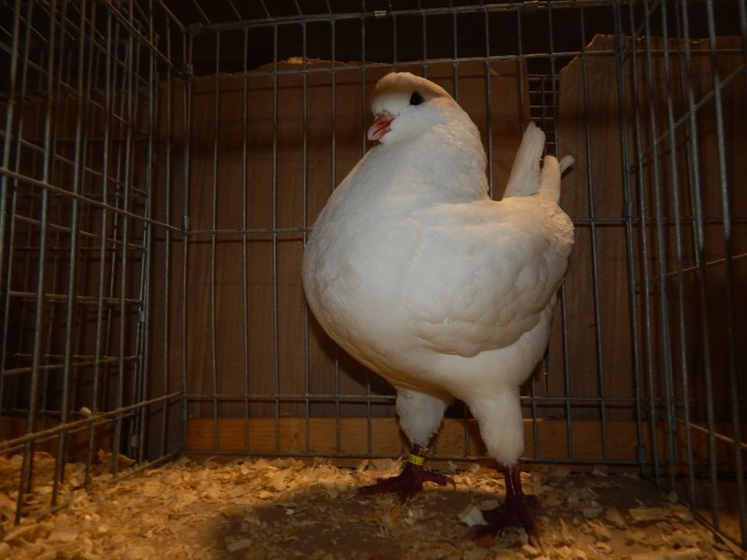  - King Club Romania 7-9 Dec 2018 Sannicolau Mare