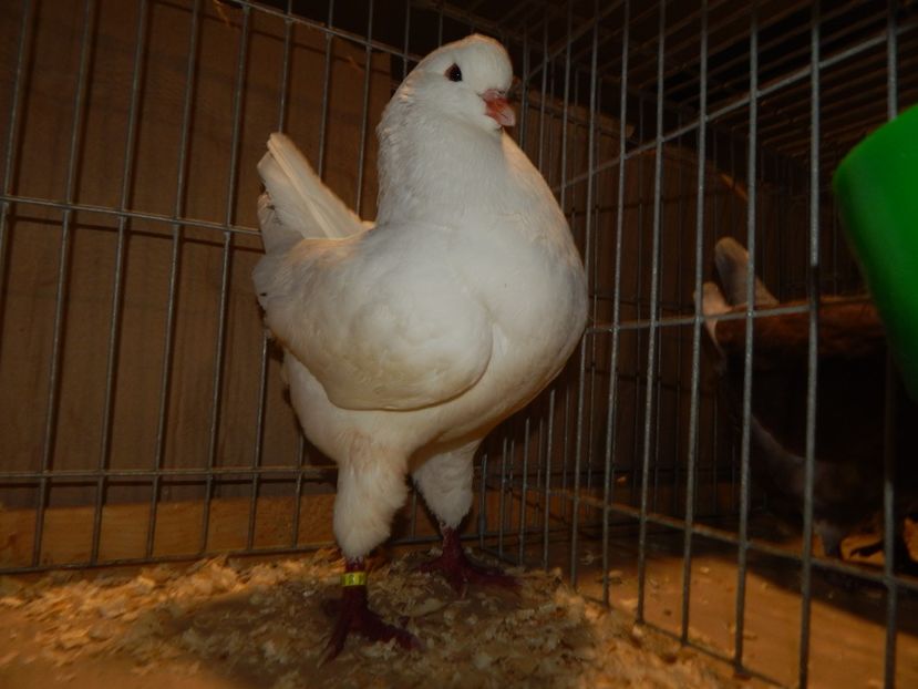  - King Club Romania 7-9 Dec 2018 Sannicolau Mare