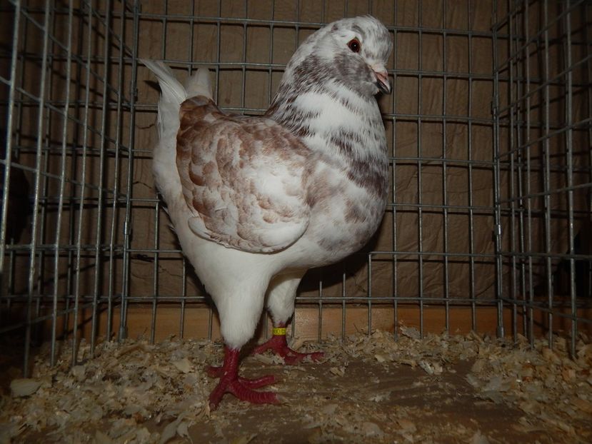  - King Club Romania 7-9 Dec 2018 Sannicolau Mare