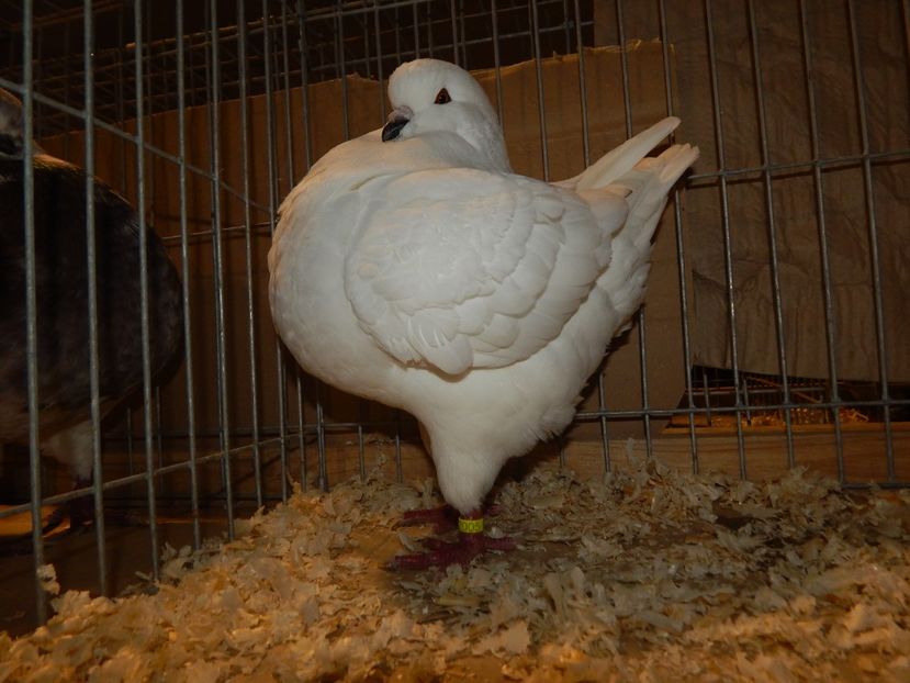  - King Club Romania 7-9 Dec 2018 Sannicolau Mare