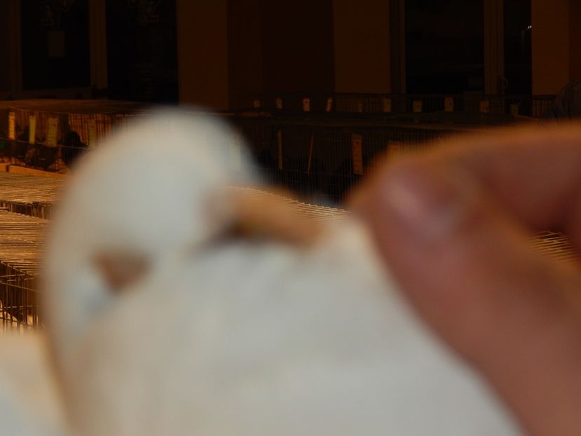  - King Club Romania 7-9 Dec 2018 Sannicolau Mare